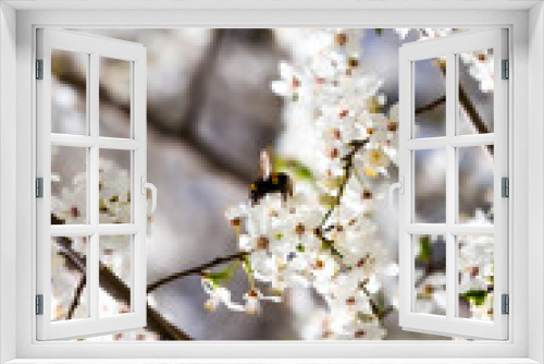 Fototapeta Naklejka Na Ścianę Okno 3D - Bumblebees collecting nectar from white spring flowers in a city park. Made on a sunny day, blurry background.