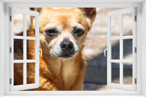 Fototapeta Naklejka Na Ścianę Okno 3D - Senior Chihuahua 