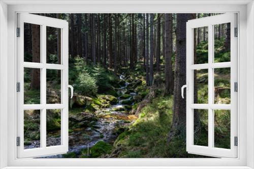 Fototapeta Naklejka Na Ścianę Okno 3D - Stream in the pine forest on Black Forest mountain.