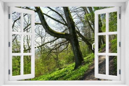 Fototapeta Naklejka Na Ścianę Okno 3D - mystischer gespenstischer Wald an einem steilen Berghang im Frühling