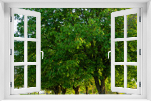 Fototapeta Naklejka Na Ścianę Okno 3D - Tree in a park