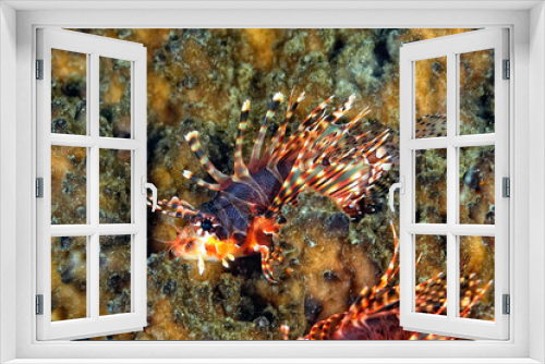 Fototapeta Naklejka Na Ścianę Okno 3D - A picture of zebra lionfish