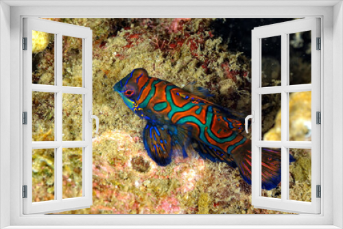 Fototapeta Naklejka Na Ścianę Okno 3D - A beautiful picture of a mandarin fish