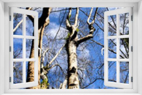 Fototapeta Naklejka Na Ścianę Okno 3D - Leafy and green gardens in Sintra