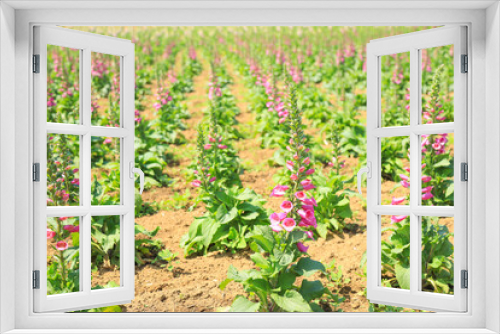 Fototapeta Naklejka Na Ścianę Okno 3D - ジギタリスの花