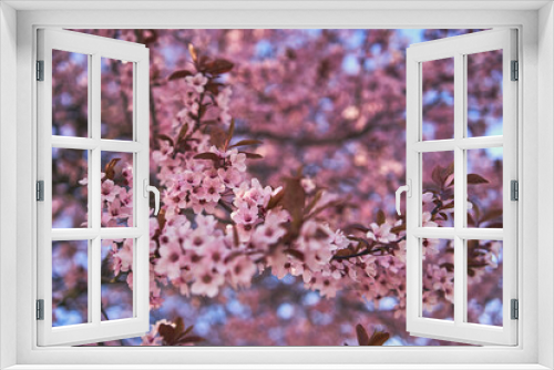 Fototapeta Naklejka Na Ścianę Okno 3D - Kwiaty wiśni - wiosna