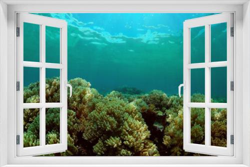 Fototapeta Naklejka Na Ścianę Okno 3D - Colourful tropical coral reef. Scene reef. Marine life sea world. Philippines.
