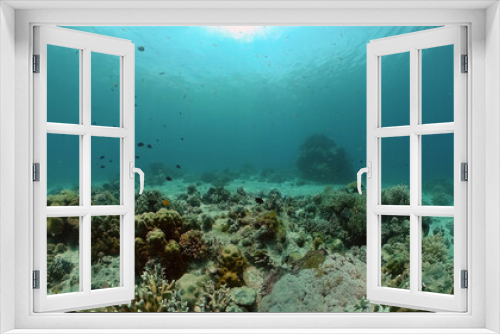 Fototapeta Naklejka Na Ścianę Okno 3D - Underwater Scene Coral Reef. Underwater sea fish. Tropical reef marine. Colourful underwater seascape. Philippines.