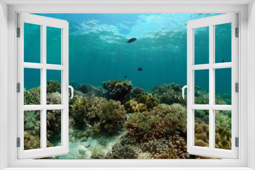 Fototapeta Naklejka Na Ścianę Okno 3D - Tropical fishes and coral reef at diving. Underwater world with corals and tropical fishes.