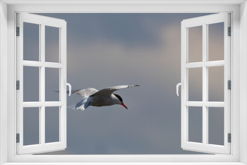 Fototapeta Naklejka Na Ścianę Okno 3D - cormorant