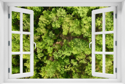 Fototapeta Naklejka Na Ścianę Okno 3D - View from above, stunning aerial view of a forest surrounded by a beautiful lush vegetation with green oak trees. Natural background.