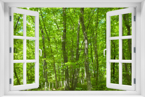 Fototapeta Naklejka Na Ścianę Okno 3D - Tree