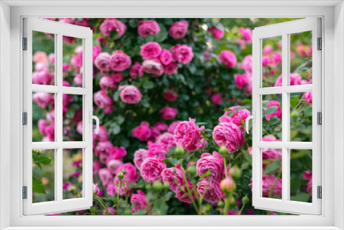 Fototapeta Naklejka Na Ścianę Okno 3D - field of pink roses