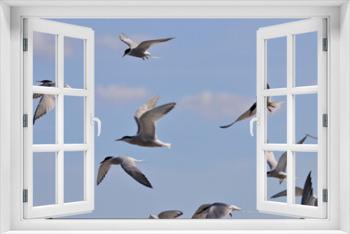 Fototapeta Naklejka Na Ścianę Okno 3D - common tern flock