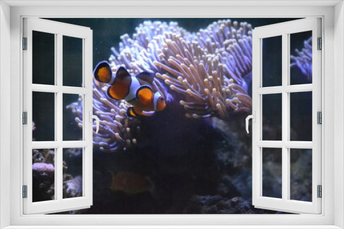 Fototapeta Naklejka Na Ścianę Okno 3D - Clown fish swimming before sea anemone.