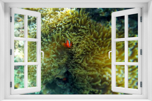 Fototapeta Naklejka Na Ścianę Okno 3D - snorkeling between coral reefs in the Philippine sea