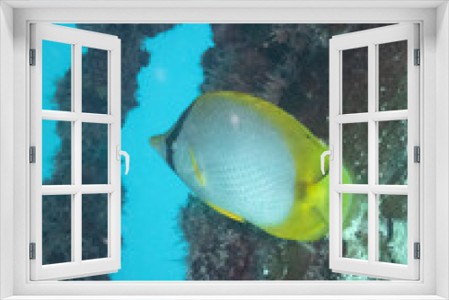 Fototapeta Naklejka Na Ścianę Okno 3D - Spotfin Butterflyfish