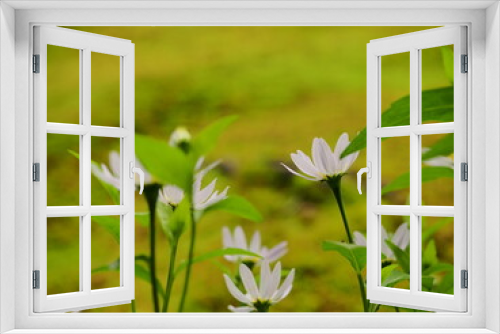 Fototapeta Naklejka Na Ścianę Okno 3D - 苔寺の園庭