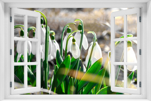 Fototapeta Naklejka Na Ścianę Okno 3D - Blooming snowdrops