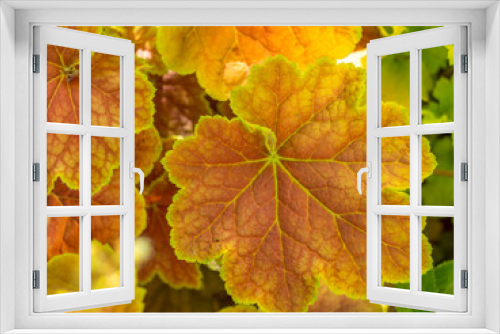 Fototapeta Naklejka Na Ścianę Okno 3D - heuchera leaf with warm colors in a garden