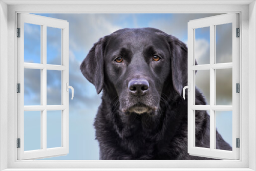 Fototapeta Naklejka Na Ścianę Okno 3D - portrait of a beautiful purebred dog