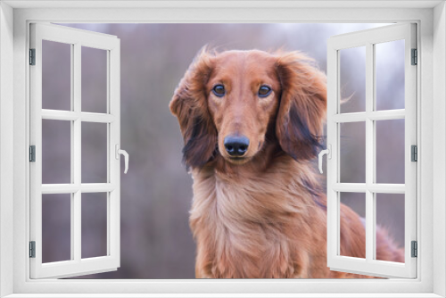 Fototapeta Naklejka Na Ścianę Okno 3D - portrait of a beautiful purebred dog