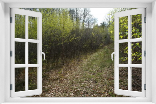 Fototapeta Naklejka Na Ścianę Okno 3D - Wald oder Dickicht im Frühling zur Blütezeit der Bäume
