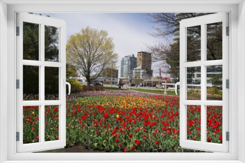 Fototapeta Naklejka Na Ścianę Okno 3D - A park full of tulips on a spring day