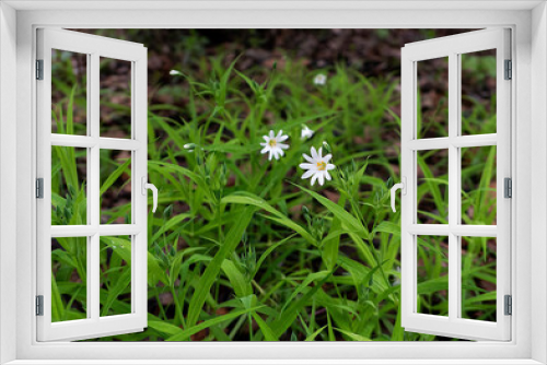 Fototapeta Naklejka Na Ścianę Okno 3D - two white little spring flowers in the green grass in park