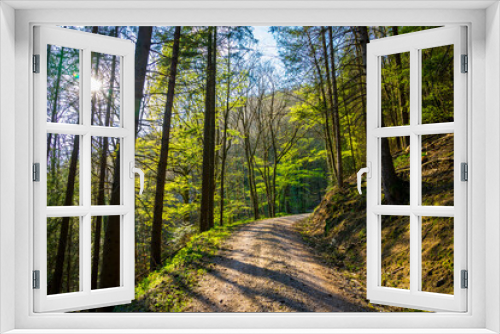 Fototapeta Naklejka Na Ścianę Okno 3D - Germany, Schwarzwald hiking trail up a mountain in green thicket of jungle like forest in magical atmosphere of sun and shadows in summer