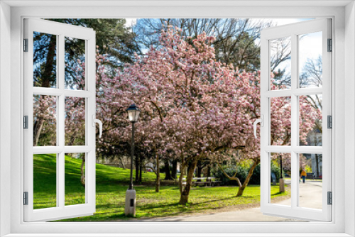Fototapeta Naklejka Na Ścianę Okno 3D - Magnolia trees bloom in the spring