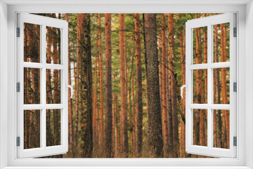 Fototapeta Naklejka Na Ścianę Okno 3D - Natural background of pine trees forest