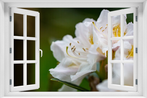 Fototapeta Naklejka Na Ścianę Okno 3D - Rhododendron