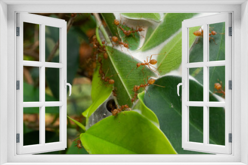 Fototapeta Naklejka Na Ścianę Okno 3D - Red ants on the green leaves