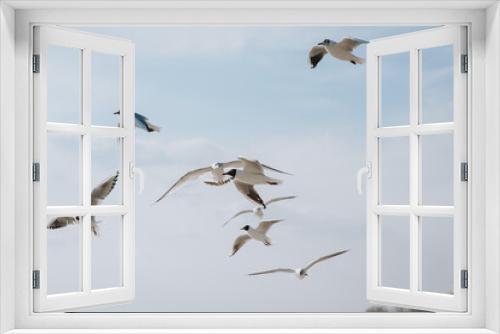 Fototapeta Naklejka Na Ścianę Okno 3D - A flock of large, beautiful white sea gulls fly against the blue sky, soaring above the clouds and the ocean, spreading their long wings in the daytime. Spring photography of a bird.