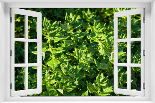 Fototapeta Naklejka Na Ścianę Okno 3D - fresh spinach in the garden