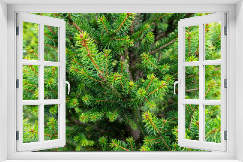 Fototapeta Naklejka Na Ścianę Okno 3D - Macro photo of spruce branches. Fluffy spruce close-up background with copy space. Sale of Christmas trees. Green Christmas background.