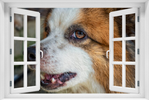 Fototapeta Naklejka Na Ścianę Okno 3D - Close up portrait of a mixed breed old pet dog. 