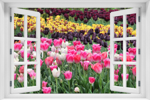 Fototapeta Naklejka Na Ścianę Okno 3D - Pink and white triumph tulips 'innuendo' in flower