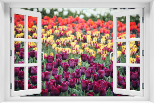 Fototapeta Naklejka Na Ścianę Okno 3D - Wine coloured single triumph tulip 'Ronaldo' in flower
