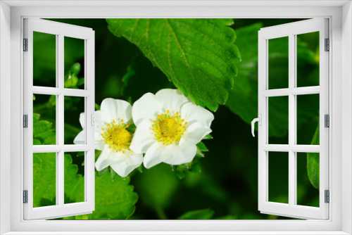 Fototapeta Naklejka Na Ścianę Okno 3D - White and yellow flowers of strawberries growing the garden