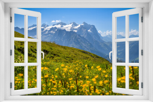 Fototapeta Naklejka Na Ścianę Okno 3D - Beautiful yellow flowers on alpine meadow in Swiss Alps