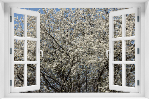 Fototapeta Naklejka Na Ścianę Okno 3D - Beautifully flowering plum trees in the orchard