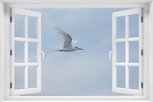 Fototapeta Naklejka Na Ścianę Okno 3D - seagull in the sky