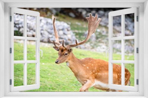 Fototapeta Naklejka Na Ścianę Okno 3D - A male fallow deer in the meadow