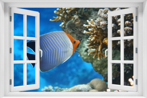 Fototapeta Naklejka Na Ścianę Okno 3D - Coral fish - Hooded butterflyfish or Orangeface butterflyfish (Chaetodon larvatus) in Red Sea