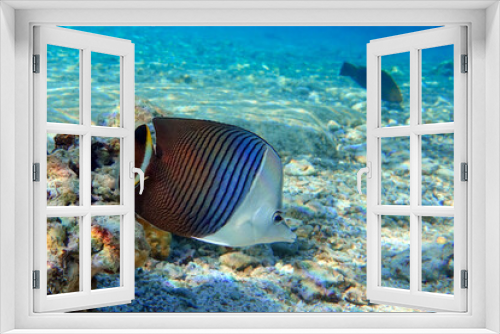 Fototapeta Naklejka Na Ścianę Okno 3D - Coral fish - Tropical fish - Whiteface butterflyfish (Chaetodon  mesoleucos ) in Red sea                                                                                           