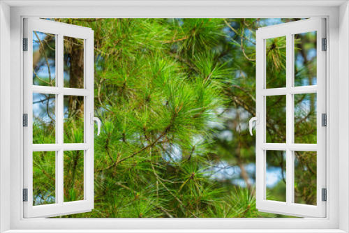 Fototapeta Naklejka Na Ścianę Okno 3D - Pine trees with needles in the pine forest, Dalat