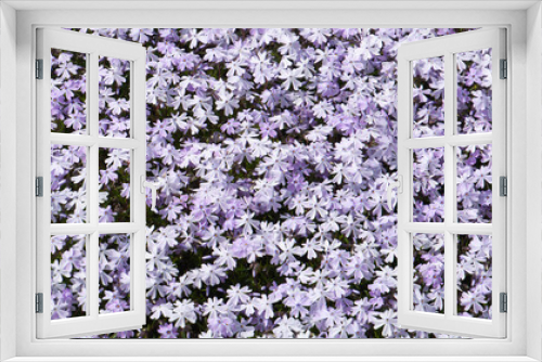 Fototapeta Naklejka Na Ścianę Okno 3D - beautiful panorama photo of the Emerald Blue Creeping Phlox