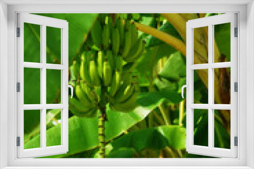 Fototapeta Naklejka Na Ścianę Okno 3D - Beautiful photo of a banana tree with unripe bananas, green bananas